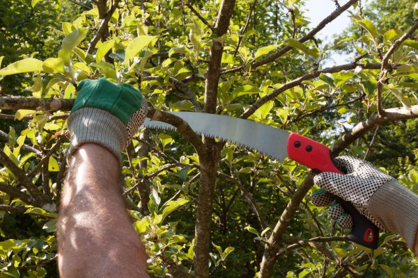 Apple Tree Trimming in Rocklin