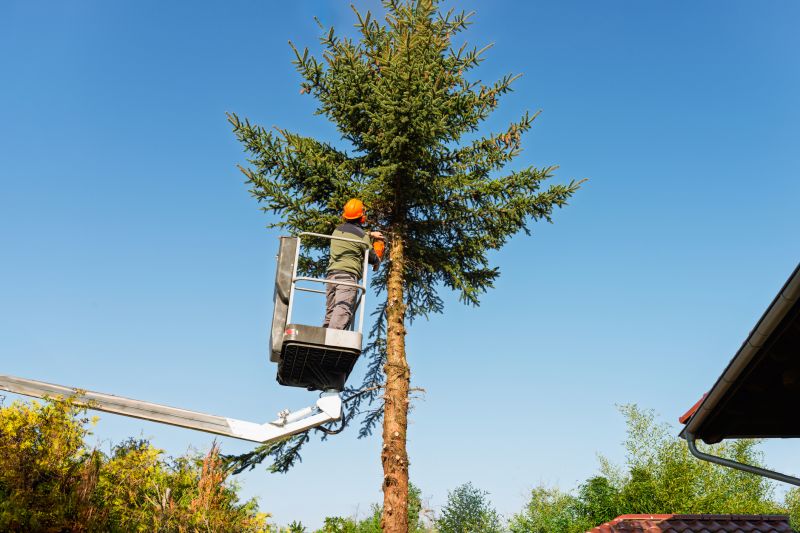 Tree Service